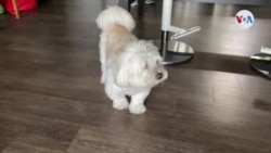 Animales como “seres sintientes” ¿qué significa?