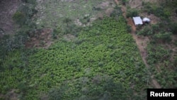 Una vista aérea de las plantaciones de coca en Tumaco, Colombia, 13 de diciembre de 2021. Foto tomada el 13 de diciembre de 2021.