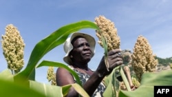 FILE: Owesifazana ubuka ababele emasimini.