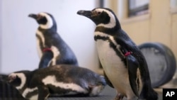 Magellan penguins stand in their enclosure at the Blank Park Zoo, April 5, 2022, in Des Moines, Iowa. Zoos across North America are moving their birds indoors and away from people and wildlife as they try to protect them from avian influenza. Penguins ma