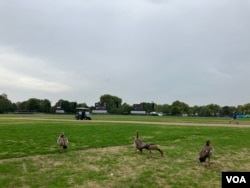 海德公里里正在觅食的雁群。远处三块巨幅屏幕正在搭建，女王葬礼的时候预计会有大批的市民聚集到这里 (美国之音/江玉)