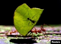 A Leaf-cutting Ant (Atta cephalotes) carries a leaf with another ant at La Selva biological station in Sarapiqui, 80 miles (129 km) north of San Jose, Costa Rica January 12, 2006. (REUTERS/Juan Carlos Ulate)