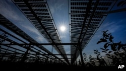 Solar panels are installed over an organic orchard in Gelsdorf, western Germany, Tuesday, Aug. 30, 2022. (AP Photo/Martin Meissner)