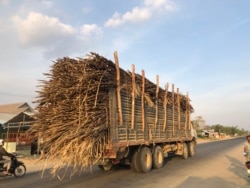 A truck transports sugarcanes to Phnom Penh Sugar factory for refinery, in Kampong Speu province's Aoral district, on March 5, 2020. (Sun Narin/VOA Khmer)