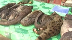 La Chine n'achète plus le pangolin