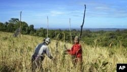 រូបឯកសារ៖ ជនជាតិ​ដើម​ភាគតិច​ក្នុង​ខេត្ត​រតនគីរី​ច្រូត​ស្រូវ​ដោយ​ប្រើប្រាស់​វិធីសាស្ត្រ​កាប់​និង​ដុត កាល​ពី​ថ្ងៃ​ទី​១៦ ខែវិច្ឆិកា ឆ្នាំ​២០០៤។ ពួកគេ​ត្រូវ​ព្យាយាម​ជួយ​សង្គ្រោះ​ដីធ្លី​របស់​ខ្លួន ដែល​រង​ការ​ទាមទារ​ពី​ក្រុមហ៊ុន​សម្បទាន​សេដ្ឋកិច្ច​នានា។ 