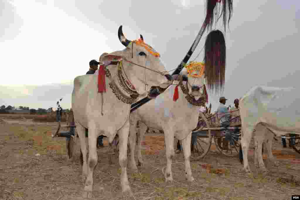 សមាសភាព​គោ​​​ និង​អ្នក​បរ​ចូលរួម​ក្នុង​ការ​ប្រណាំង​រទេះ​សាឡីគោ​នៅ​ឃុំ​រលាំងគ្រើល ស្រុក​សំរោងទោង ខេត្ត​កំពង់ស្ពឺ កាល​ពី​ថ្ងៃ​ទី​០៧ ខែមេសា ឆ្នាំ​២០១៩។ (ណឹម សុភ័ក្រ្តបញ្ញា/VOA)