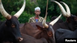 FILE - A man from the Peul tribe stands in front of cattle at a village outside Bambari.