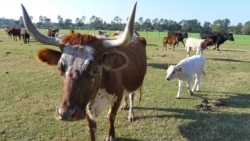 Pig or Pork? Cow or Beef?