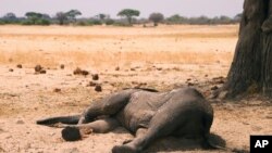 Um elefante morto jaz no Parque Nacional de Hwange, no Zimbabué. Mais de 200 elefantes morreram no meio de uma grave seca, 10 de novembro de 2019.