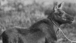 Quiz - The Law of Life, Part Two