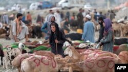 سازمان جهانی صحت گفته است که برای وقایه و جلوگیری از گسترش این بیماری، باید در هنگام ذبح حیوانات به شمول گاو، گوسفند و بز از دستکش و چپن محافظتی که "آستین و دامن" آن دراز باشد، استفاده شود.