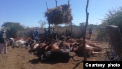 Imuli yako Mpofu Yalahlekelwa yinkomo ezinamatshumi amabili lanye, kodwa yaxhaswa ngabanye abalimi beMaNdebeleni.