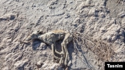 دریاچه ارومیه تیر ۱۴۰۱