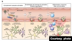 The proposed cascade of events to explain the neuropathological findings in the study. (Courtesy of NIH)