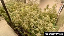 Cannabis plants grow at the home of Pock Petthong in Prachuap Khiri Khan province, Thailand.