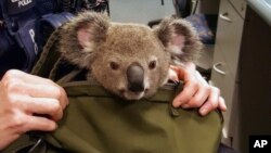 In this photo provided by Queensland Police Service and taken on Nov. 6, 2016, a koala looks out from a handbag at a police station in Brisbane, Australia. 