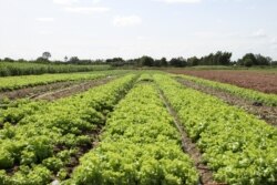 ចម្ការសាលាដក្នុងស្រុកស្អាង ខេត្តកណ្តាល កាលពីថ្ងៃទី១៣ ខែមិថុនា ឆ្នាំ២០២១។ (កាន់ វិច្ឆិកា/វីអូអេ)