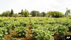 Food Security, HIV/AIDS Treatment and Prevention Closely Linked