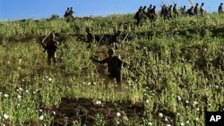 Soldiers and civilians use sticks to cut the opium poppies in a jungle field in Shan State, northeast of Burma 