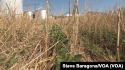 Trey Hill uses conservation methods on his Maryland farm. Here are soy beans growing in the what is left of another crop. (Credit: Steve Baragona/VOA)