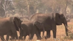 เคนย่าเริ่มโครงการสำรวจสำมะโนประชากรช้างทางอากาศ