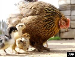 Go'sht va sutga talab, ekologiyaga tahdid oshib bormoqda