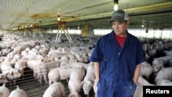 Mfugaji wa nguruwe Bruce Wessling katika shamba la nguruwe, Iowa, Marekani, Julai 5, 2018.