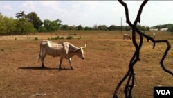 Los pastos están tan secos que muchas reses se han muerto de sed.
