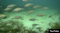 Tropical Fish swimming in waters in New Zealand.