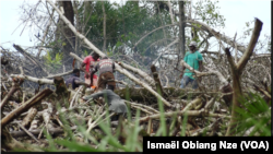 Des mangroves dans la zone du Cap Esterias au nord de Libreville, Gabon, le 20 novembre 2020. 