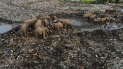 Wild elephants search for food at an open landfill in Pallakkadu village in Ampara district, about 210 kilometers (130 miles) east of the capital Colombo, Sri Lanka, Thursday, Jan. 6, 2022. (AP Photo/Achala Pussalla)