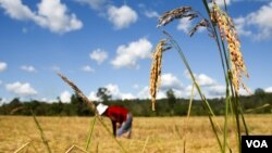 រូបឯកសារ៖ កសិករ​ម្នាក់​កំពុង​ច្រូត​ស្រូវ​ នៅ​ក្នុង​ភូមិ​តាណង​ ស្រុក​អណ្តូង​មាស​ ​ខេត្ត​រតនគិរី​ ថ្ងៃ​ទី​១ ខែ​ធ្នូ​ ឆ្នាំ​២០១៥។ ជន​ជាតិ​ដើម​ភាគ​តិច​នៅ​ក្នុង​ភូមិ​ភាគ​ឥសាន​ក្នុង​ប្រទេស​កម្ពុជា​​ ជា​ក្រុម​ជន​ងាយ​រង​គ្រោះ​ខ្លាំង​ដោយ​សារ​ការ​ប្រែ​ប្រួល​អាកាសធាតុ ដែល​បណ្តាល​មក​ពី​ការកាប់​ព្រៃឈើ​ ក្នុង​រយៈពេល​ប៉ុន្មាន​ឆ្នាំ​កន្លង​មក។ (នូវ​ ពៅ​លក្ខិណា/VOA)