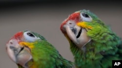 Un par de jóvenes loros amazónicos observan su entorno en la Fundación del Conservatorio de Especies Raras en Loxahatchee, Florida, el viernes 19 de mayo de 2023.