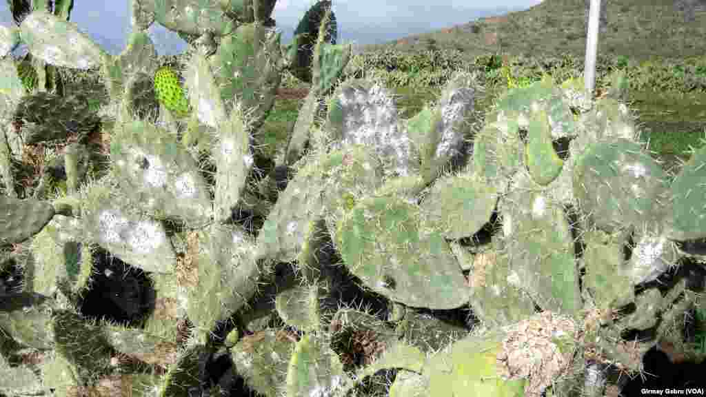 በትግራይ ክልል ራያ ዓዘቦ ከፍተኛ ድርቅ እና የምግብ እጥረት 