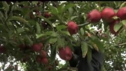 Daladan maktabga... From farm to school 