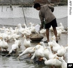 Ducks have also been victims of bird flu