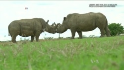 Scientists Working to Create Northern White Rhino Embryos