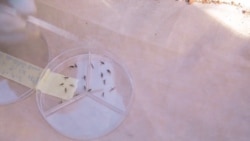 Des chercheurs Burkinabè se rapprochent d'un vaccin contre le paludisme