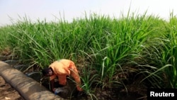 Mfanyakazi akimwagilia shamba la miwa huko katika kampuni ya kuzalisha sukari ya Kenana (KSC) A worker irrigates a sugarcane plantation at Kenana kilomita 270 ( maili 170) kusini mwa Khartoum, Sudan, Mei 14, 2013
