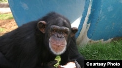Pumpkin, a 24-year-old chimpanzee at the Alamogordo Primate Facility, N.M., loves coconuts and kiddie swimming pools. APF is a chimpanzee reserve where no research is conducted. Credit: NIH
