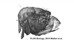 ลักษณะการบินของแมลงแบบ 3 มิติ