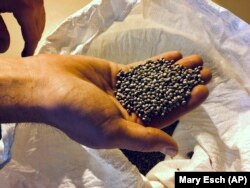 In this February 14, 2019 photo, Jennifer Gilbert Jenkins, assistant professor at the State University of New York Morrisville displays some cannabis seeds at the university in Morrisville, New York.