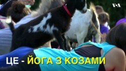 У США стають популярними заняття йогою з козами. Відео
