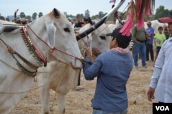 A racer prepares his cow for oxcart race in Rorleng Krel commune, Samrong Torng district, Kampong Speu province on April 07th, 2019. (Nem Sopheakpanha/VOA)