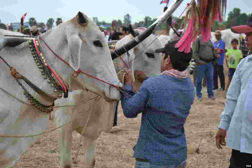 អ្នក​បរ​ម្នាក់​រៀបចំ​គោ​ដើម្បី​ចូលរួម​ក្នុង​ការ​ប្រណាំង​រទេះ​សាឡីគោ​នៅ​ឃុំ​រលាំងគ្រើល ស្រុក​សំរោងទោង ខេត្ត​កំពង់ស្ពឺ កាល​ពី​ថ្ងៃ​ទី​០៧ ខែមេសា ឆ្នាំ​២០១៩។ (ណឹម សុភ័ក្រ្តបញ្ញា/VOA)