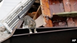 Кіт лазить уламками після урагану "Гарві", 28 серпня 2017 року, Рокпорт, штат Техас.