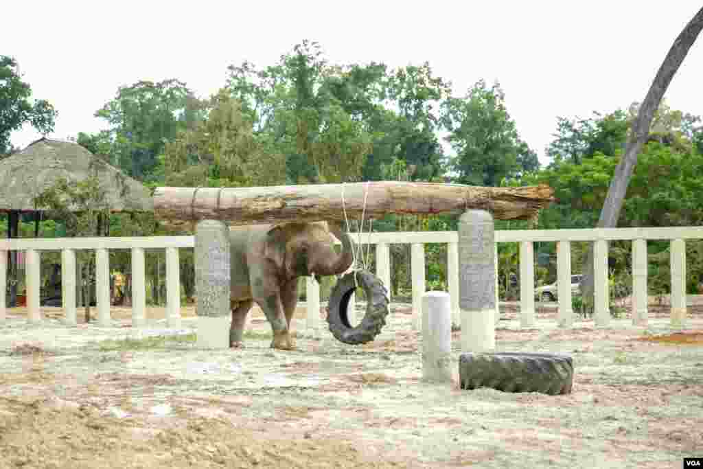 ​​​ដំរី​ឈ្មោះ​កាវ៉ាន​ (Kaavan) ដែល​ត្រូវ​បាន​គេស្គាល់ថា​ជាដំរី​ឯកោ​ បាន​ចាប់ផ្តើម​សម្រប​ខ្លួន​ទៅនឹង​ស្ថានភាព​រស់នៅ​ នៅ​ដែន​ជម្រក​សត្វព្រៃ​នៅ​កម្ពុជា​ ខេត្ត​ឧត្តរមានជ័យ​ នៅ​ថ្ងៃទី​០១ ខែធ្នូ​ ឆ្នាំ​២០២០។ (ហ៊ាន សុជាតា​/VOA)