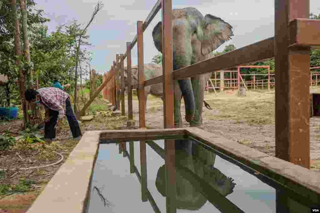 ដំរី​ញី​កម្ពុជា​ ដែល​នឹង​ក្លាយ​ជា​មិត្តភក្តិ​ថ្មី​របស់​​​​​ដំរី​ឈ្មោះ​កាវ៉ាន​ (Kaavan)​ នៅ​ខេត្ត​ឧត្តរមានជ័យ​ ប្រទេស​កម្ពុជា​ នៅ​ថ្ងៃទី​០១ ខែធ្នូ​ ឆ្នាំ​២០២០។ (ខាន់ សុគុំមនោ/VOA)​​