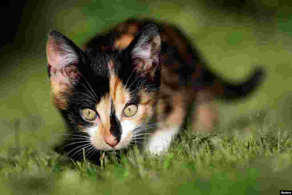 A kitten is seen in the village of Krompach near the town of Cvikov, Czech Republic, July 11, 2020.